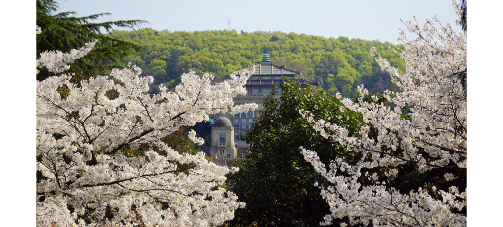 Wuhan University Cherry Blossom, China Cherry Blossom Tour, Chinese Cherry Blossom, Wu Da Ying Hua ji, Wuhan University's Oriental Cherry Blossom
