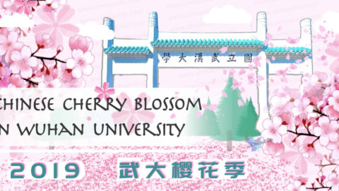Wuhan University Cherry Blossom, China Cherry Blossom Tour, Chinese Cherry Blossom, Wu Da Ying Hua ji, Wuhan University's Oriental Cherry Blossom