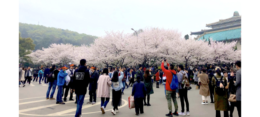 Wuhan University Cherry Blossom, China Cherry Blossom Tour, Chinese Cherry Blossom, Wu Da Ying Hua ji, Wuhan University's Oriental Cherry Blossom