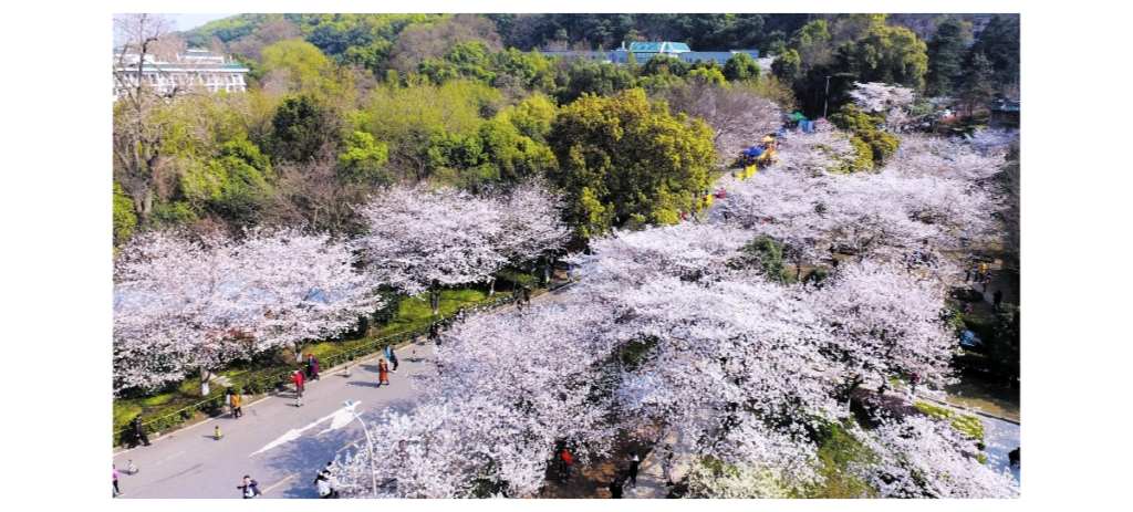 Wuhan University Cherry Blossom, China Cherry Blossom Tour, Chinese Cherry Blossom, Wu Da Ying Hua ji, Wuhan University's Oriental Cherry Blossom