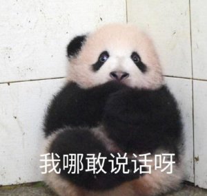 Funny Chinese Memes Words and Sentences, Chinese Panda Memes, Dare not memes