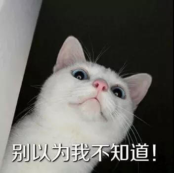Funny Chinese Memes Words and Sentences, I Know Memes, Chinese Cat Memes